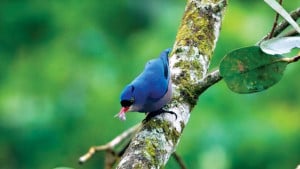 পক্ষীর খালের কীট-কুড়ানি