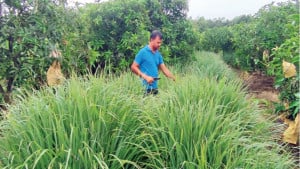 লেমন গ্রাস থেকে চা, সুগন্ধি