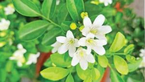 বলকামিনী, ঘরের কোণে সুবাসিত সবুজ