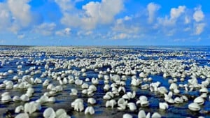 সৈকতে সাদা ঝিনুকের গালিচা