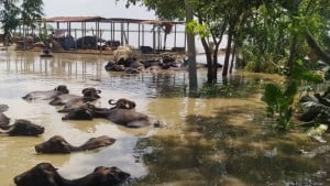 বন্যার পর ভাঙন, দুর্ঘটনা এড়াতে বিদ্যুতের ১৭ পোল অপসারণ