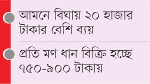 ধানের বাজার মন্দা, আমনের উৎপাদন খরচই উঠছে না
