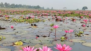 নির্বিচারে জাল টানায় হুমকির মুখে বড়বিলার জীববৈচিত্র্য