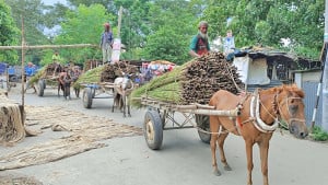 ঘোড়ার গাড়িতে জীবিকা