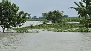 লালপুরে পদ্মায় পানি বেড়ে প্লাবিত কয়েক হাজার বিঘা ফসলি জমি