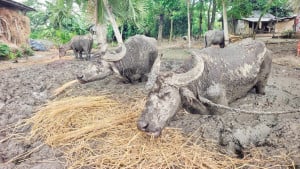ঘর পাচ্ছে কাদায় বাঁধা সেই চার মহিষ