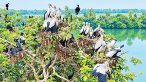 পাখির কলকাকলি আর জলের গুঞ্জন