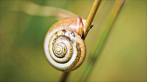অতীতের আবহাওয়ার তথ্য মিলবে শামুকের খোলসে