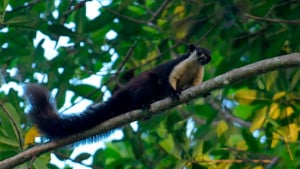 রেমা-কালেঙ্গা গহিন অরণ্যে ‘দৈত্য’ কাঠবিড়ালি, আনন্দে প্রকৃতিপ্রেমীরা