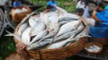পূজায় বাংলাদেশের ইলিশ পাওয়ার সম্ভাবনা দেখছেন না কলকাতার ব্যবসায়ীরা
