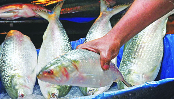 মঙ্গলবার মধ্যরাত থেকে ২২ দিন ইলিশ ধরা বন্ধ