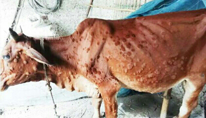 লাম্পি স্কিন রোগে আক্রান্ত রাজশাহীর ৬০ হাজার গরু