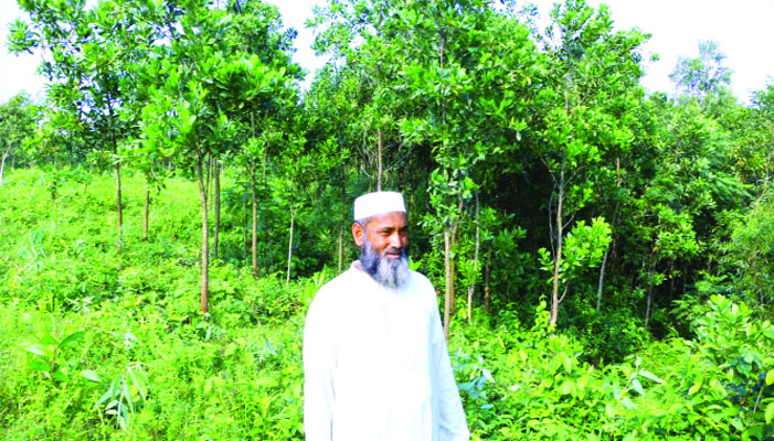 একজন বৃক্ষপ্রেমী গিয়াসউদ্দিন