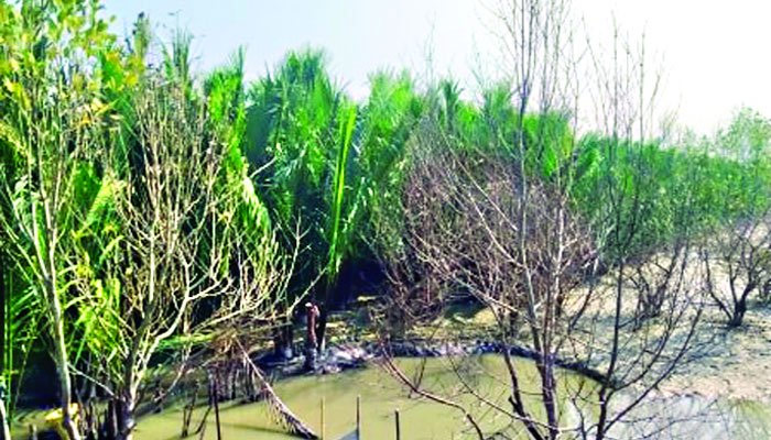সামাজিক বনায়নের জমিতে চিংড়ি ঘের