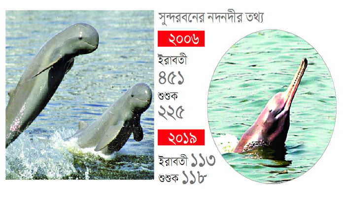 ডলফিন কমেছে সুন্দরবনে