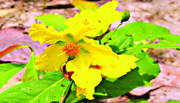 ভূঁইচাঁপার গল্প