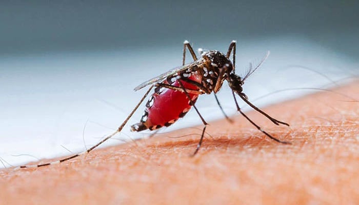 ডেঙ্গু আক্রান্তের সংখ্যা ৯০ হাজার ছাড়াল