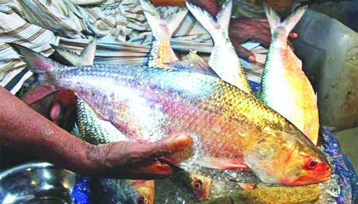 ইলিশ নিধন: বরিশালে তিন এসআইসহ ৫ পুলিশ প্রত্যাহার