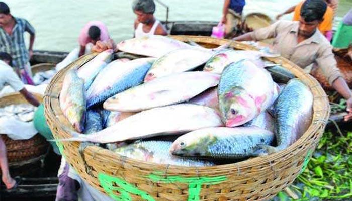 রায়পুরে মৎস্য কর্মকর্তা সেজে ইলিশ লুটের অভিযোগ