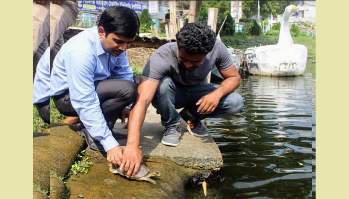 তাড়াশে কড়ি ক্যাইট্টা প্রজাতির কচ্ছপ উদ্ধারের পর অবমুক্ত