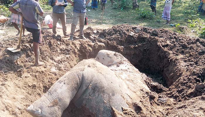 বিদ্যুৎস্পৃষ্টে হাতির মৃত্যু, ৪ জনের বিরুদ্ধে মামলা