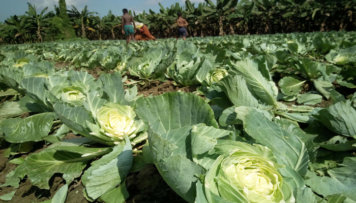 কৃষকের এতবড় ক্ষতি করলো কারা?