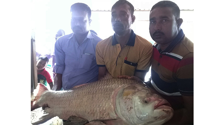 এক কাতলের দাম ৪৫ হাজার টাকা!