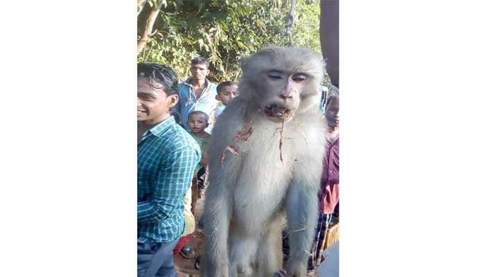 ধানক্ষেতে লুকিয়েও বাঁচতে পারল না বানরটি