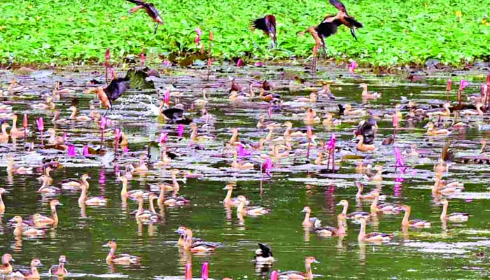 জাবির নির্জন ক্যাম্পাসে অতিথি পাখির মেলা