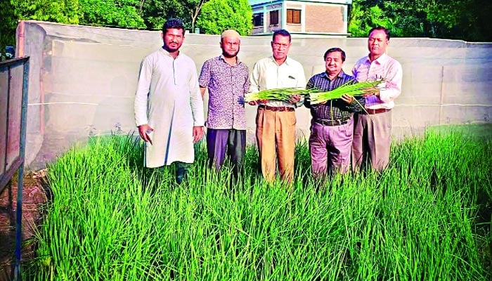 বারির 'পাতা পেঁয়াজ'