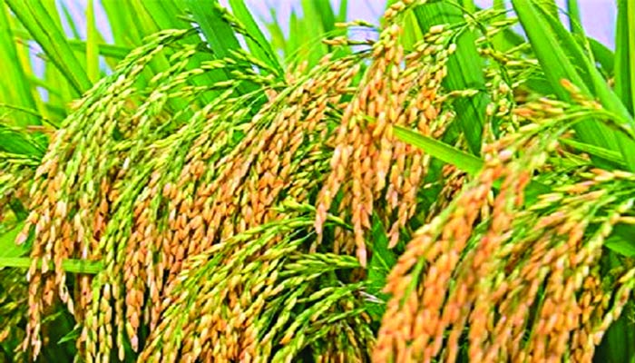 ধান বেচাকেনায় অ্যাপ