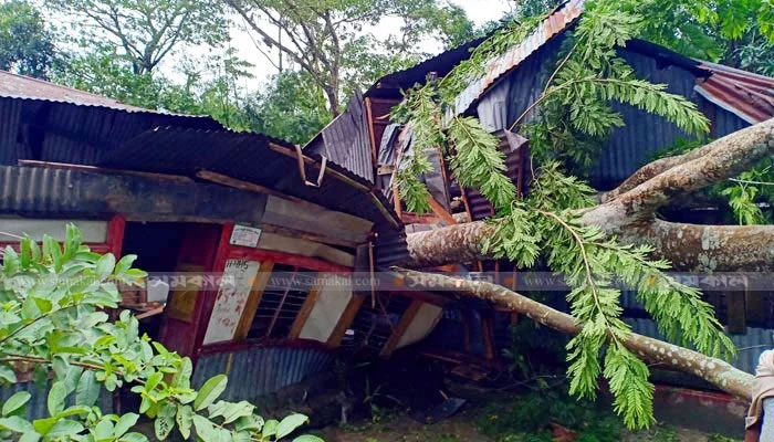 সর্বত্র বুলবুলের ক্ষতচিহ্ন