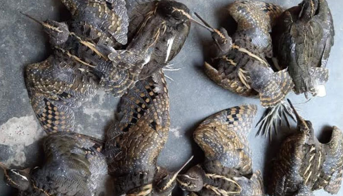 গোবিন্দগঞ্জে অতিথি পাখি শিকারির কারাদণ্ড