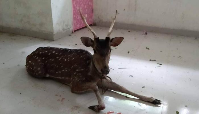 ফকিরহাটে নদীর চর থেকে হরিণ উদ্ধার