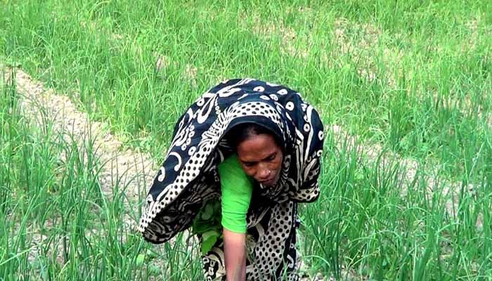 নাটোরে নতুন পেঁয়াজ উঠবে ১ মাস পর