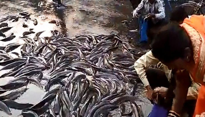 রাস্তায় লাফিয়ে বেড়াচ্ছে শত শত মাছ!
