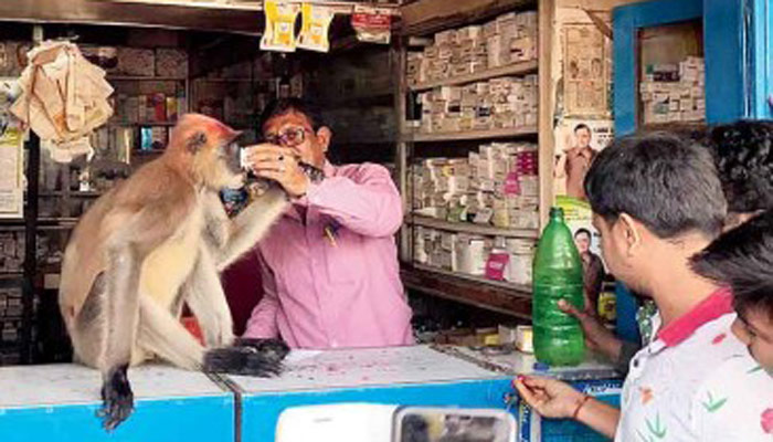 চিকিৎসা নিতে ওষুধের দোকানে হনুমান!