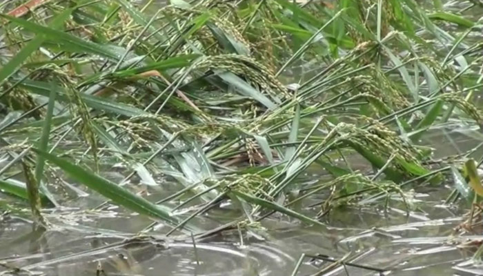 লক্ষ্মীপুরে তলিয়ে গেছে ২০ হাজার হেক্টর জমির ধান