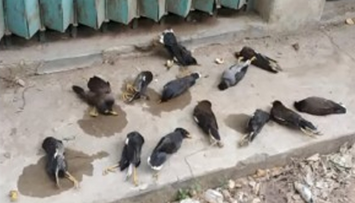 রাউজানে বিষ দিয়ে ৭০ পাখি হত্যা