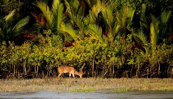 নভেম্বরজুড়ে সুন্দরবনে সীমিত আকারে পর্যটন