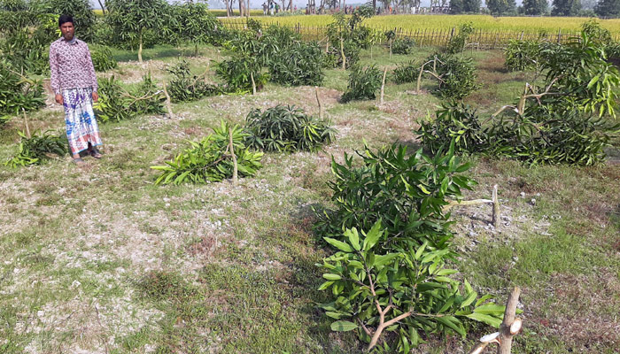 নওগাঁয় ৮ হাজার আম গাছ কেটে ফেলেছে দুর্বৃত্তরা