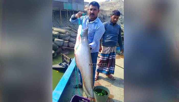 এক বোয়ালের দাম ৩০ হাজার টাকা