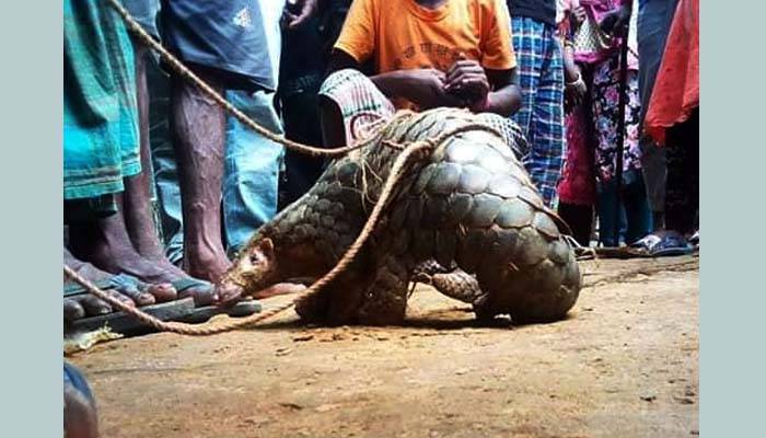 হবিগঞ্জে মহাবিপন্ন বনরুই উদ্ধার
