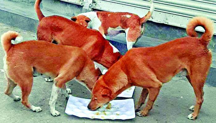 অসহায় কুকুরের জন্যও খাদ্য সহায়তা
