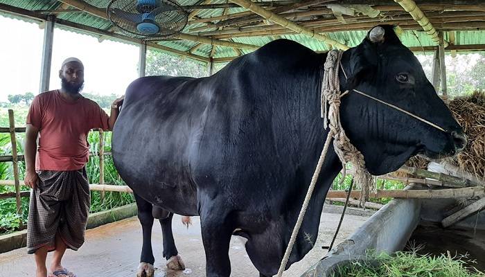 নাম তার ‘পালোয়ান’, ওজন ৩০ মণ