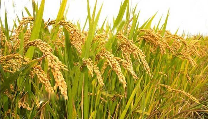 বোরো চাষে কৃষকের লাভ কমেছে ৪০ শতাংশ
