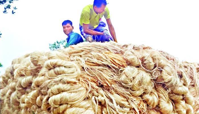 পাট নিয়ে কৃষক যাবেন কোথায়