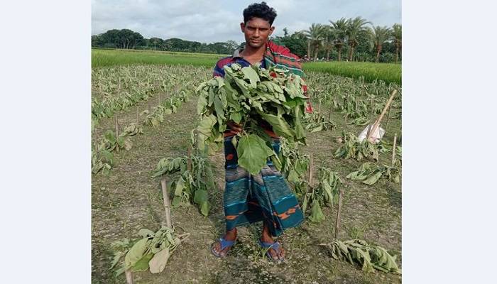 বেগুন ধরার আগমুহূর্তে গাছগুলো কেটে দিল দুর্বৃত্তরা