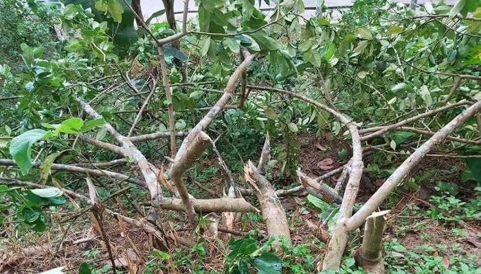 বাগানের অর্ধশতাধিক গাছ কেটে লেবু লুট