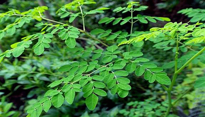 বিভিন্ন রোগ নিরাময়ে উপকারী যেসব গাছ